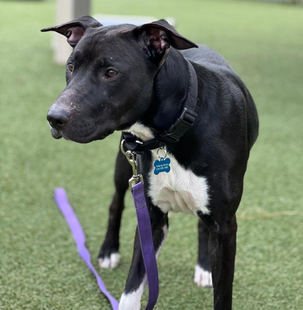 Fergie, a Adoptable mixed breed in Columbia, IL image 3/4