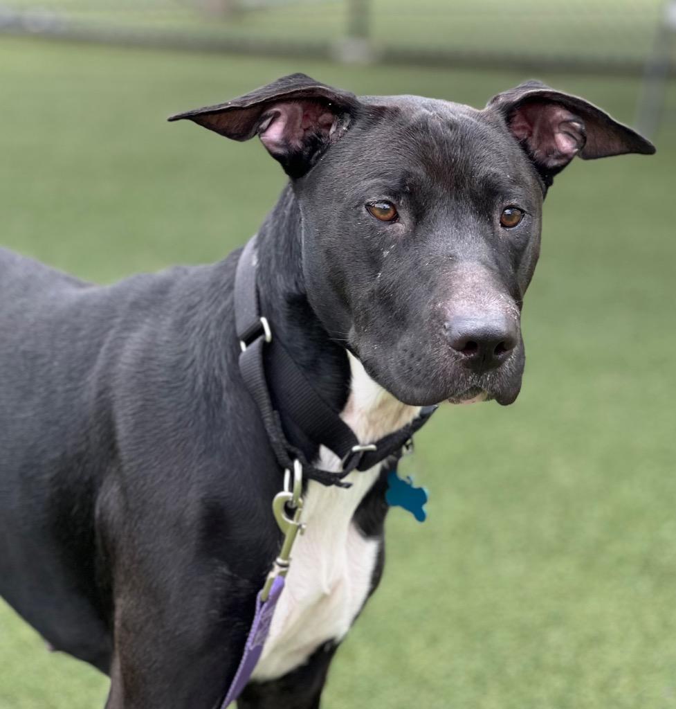 Fergie, a Adoptable mixed breed in Columbia, IL image 4/4