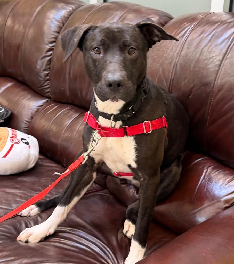 Fergie, a Adoptable mixed breed in Columbia, IL image 6/6