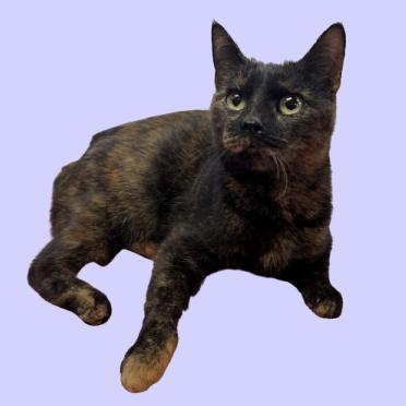 Adeline, Adoptable, Adult Female Domestic Short Hair.