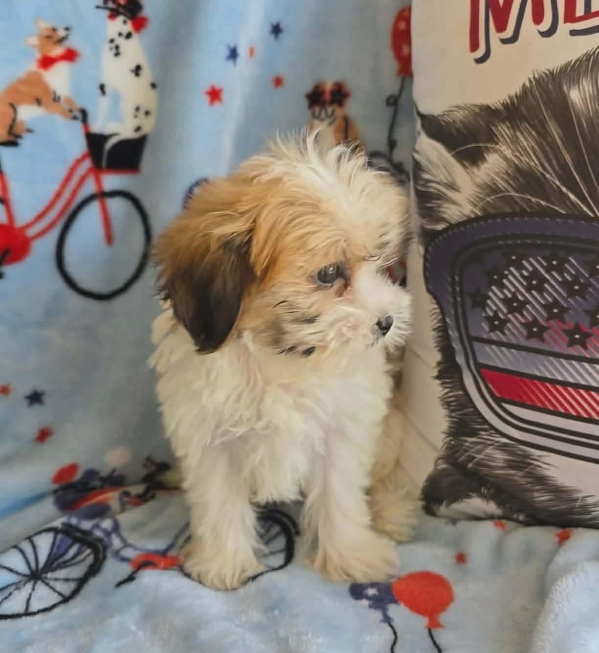 Enlarge Tucker, an adopted mixed breed in St. Clairsville, OH image 3/6