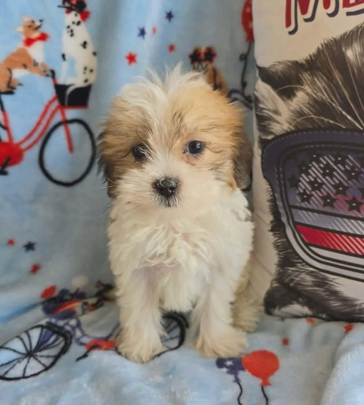 Enlarge Tucker, an adopted mixed breed in St. Clairsville, OH image 2/6