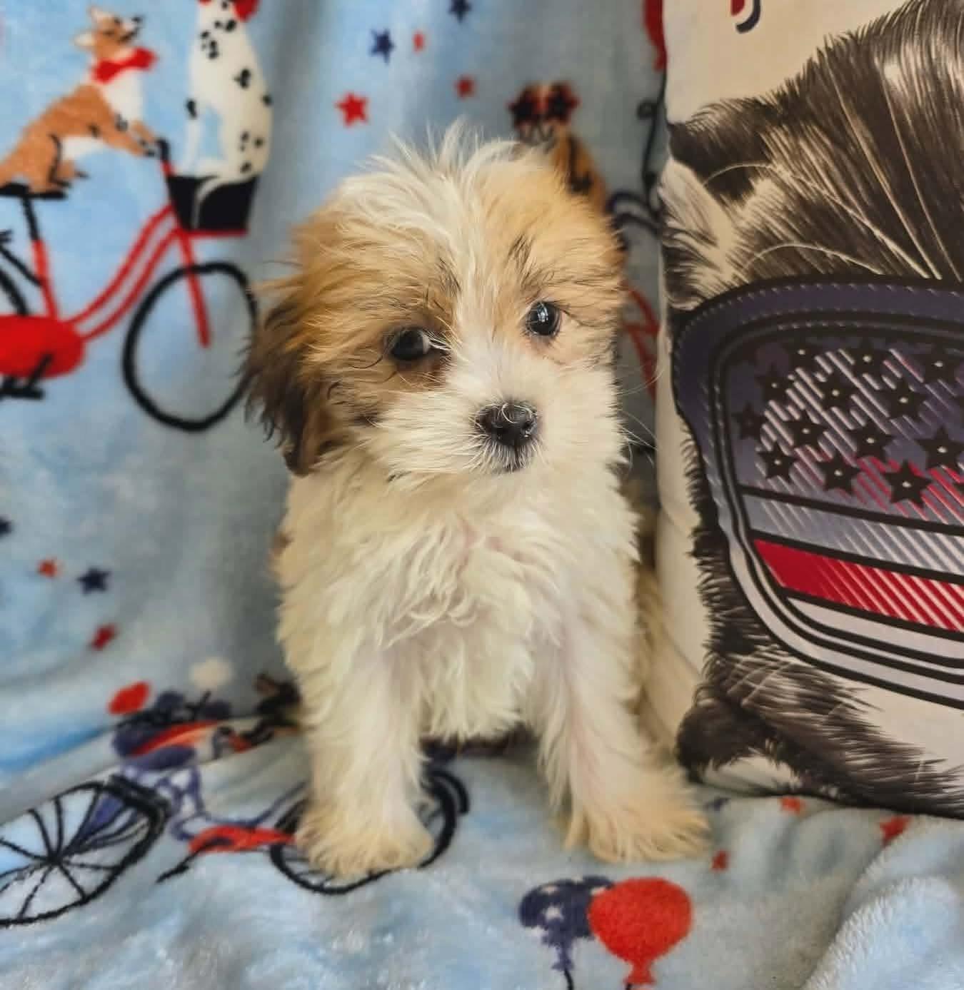 Tucker, adopted, Puppy Male Shih Tzu & Poodle.