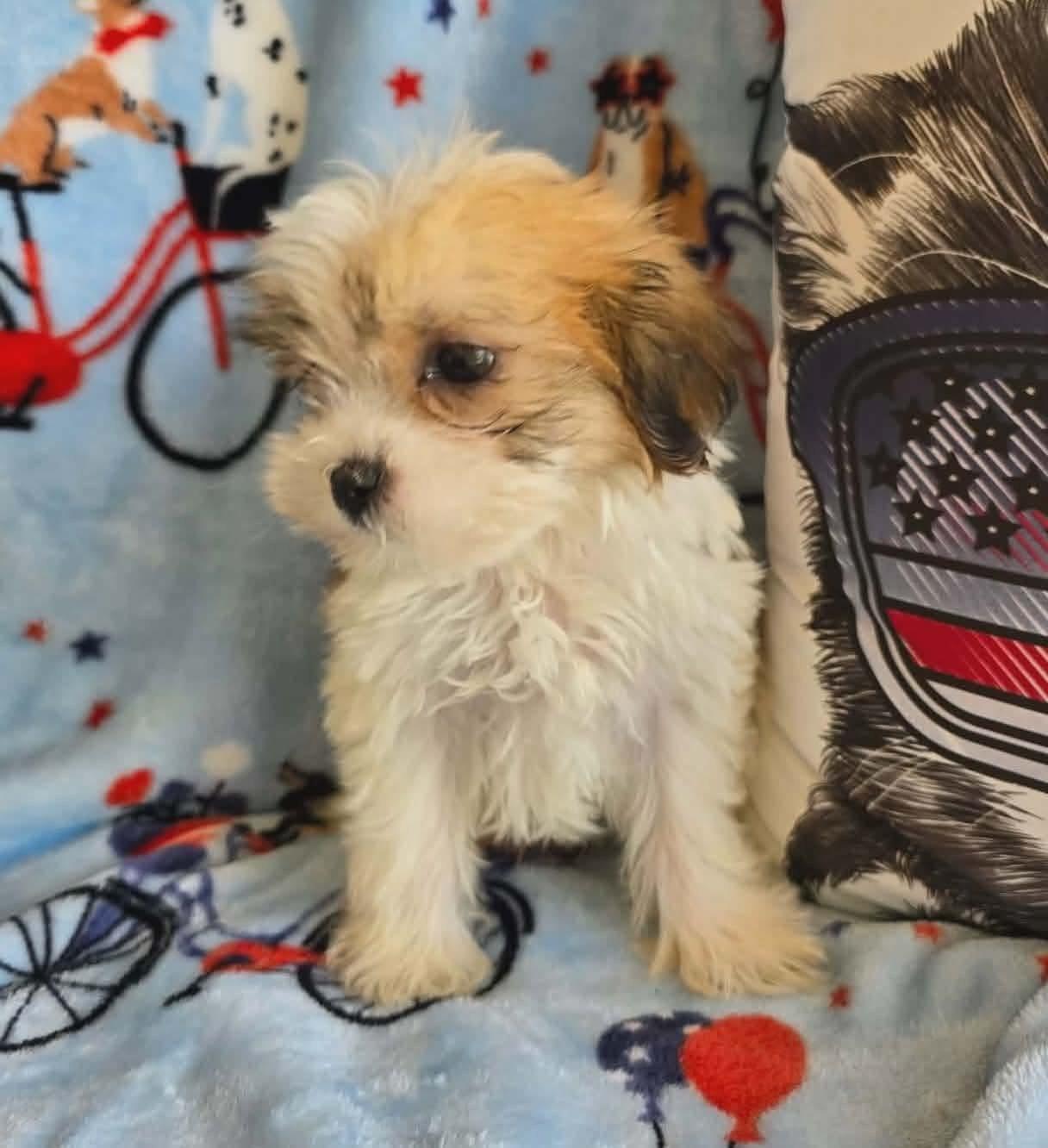 Enlarge Tucker, an adopted mixed breed in St. Clairsville, OH image 6/6