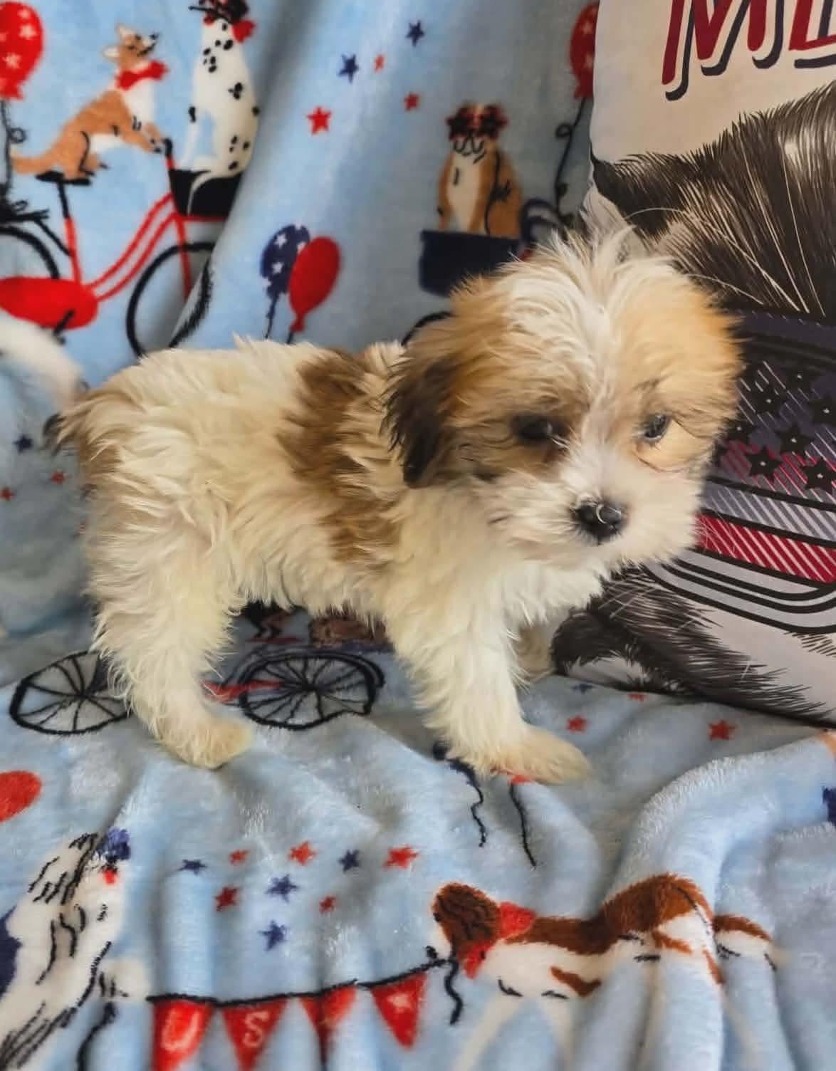 Enlarge Tucker, an adopted mixed breed in St. Clairsville, OH image 4/6