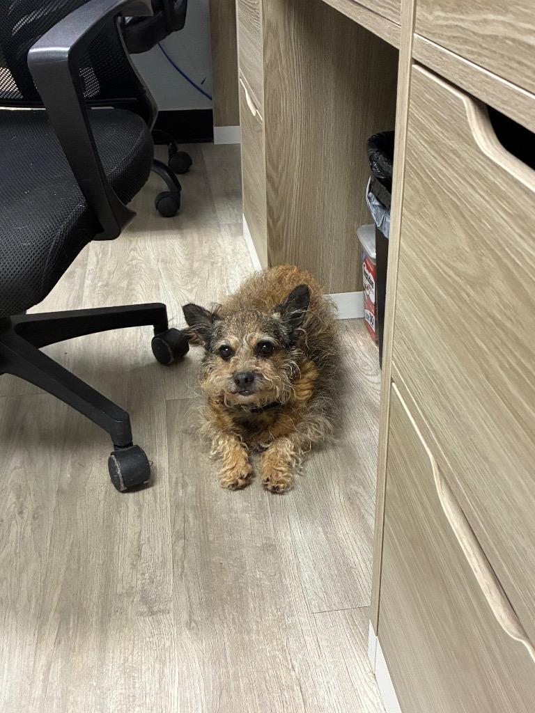 Gizmo photo