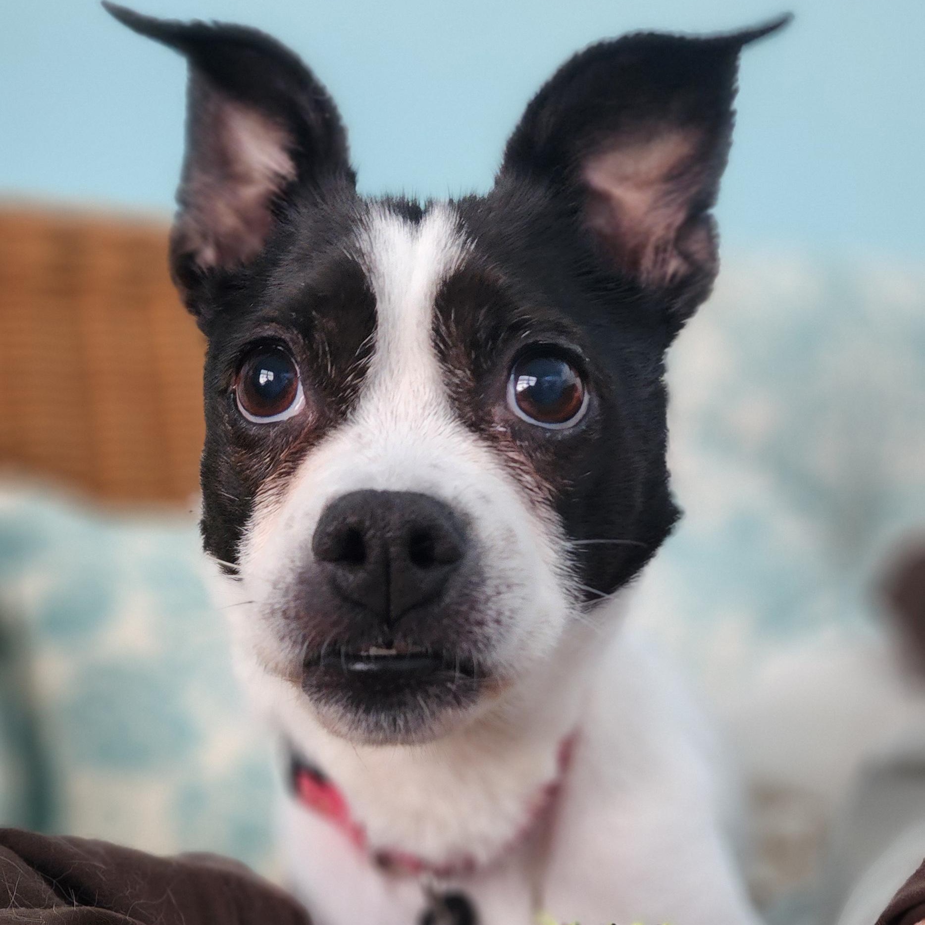 Enlarge Missy, a Adoptable mixed breed in atlantic highlands, NJ image 2/6