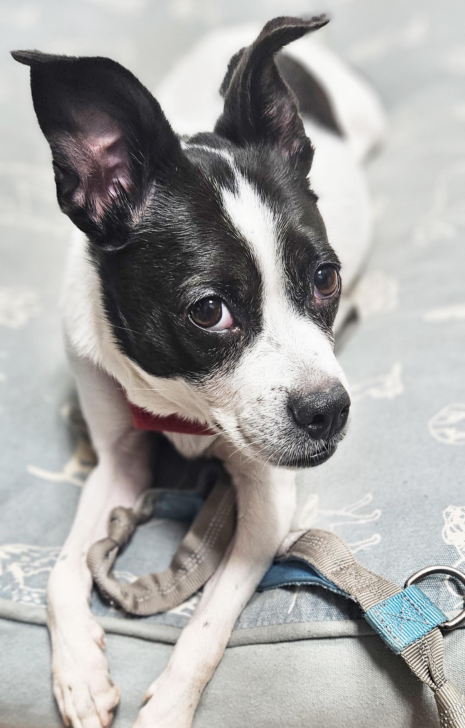 Anise, Adoptable, Senior Female Rat Terrier & Boston Terrier.