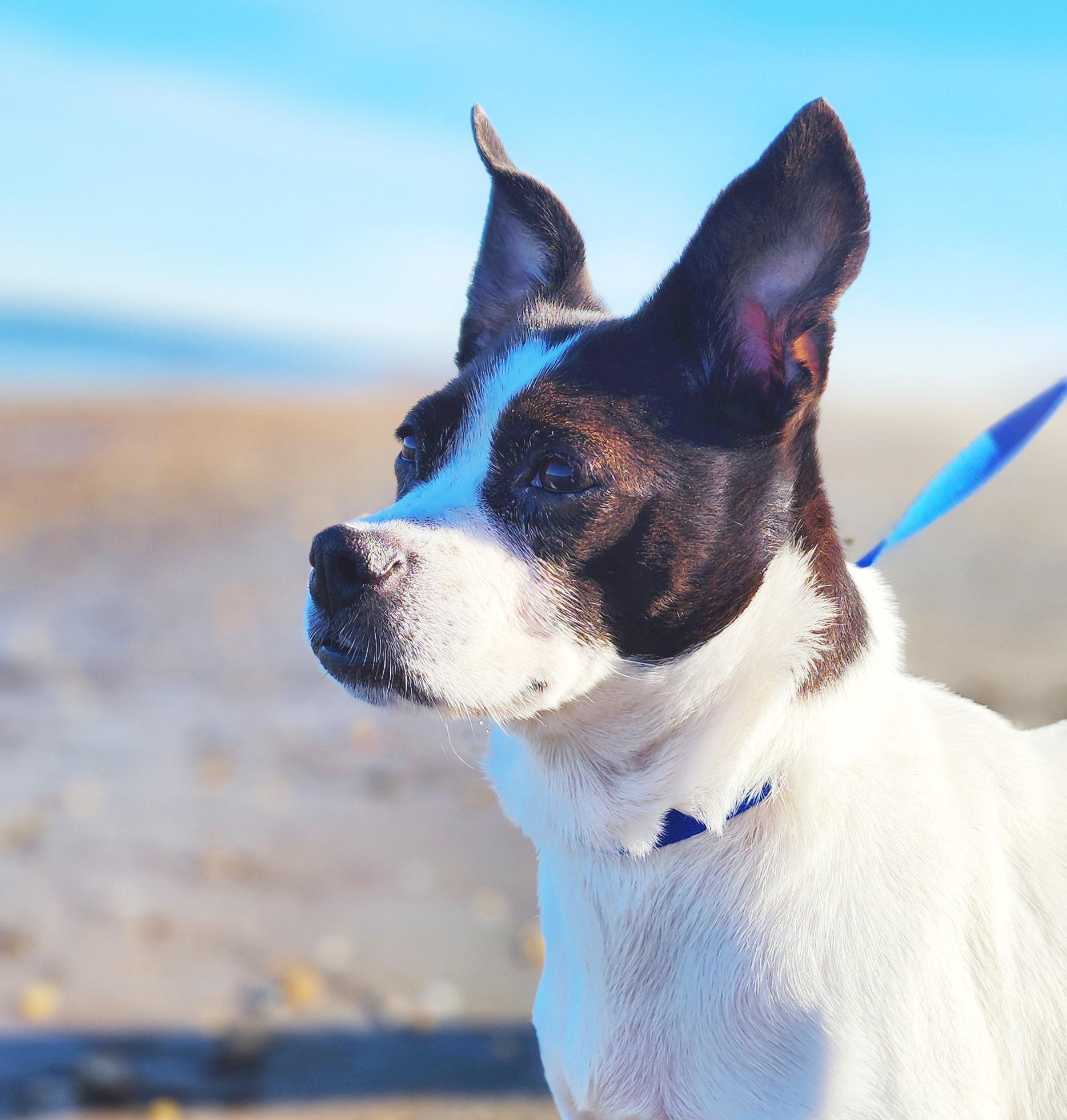 Anise, a Adoptable mixed breed in atlantic highlands, NJ image 2/5