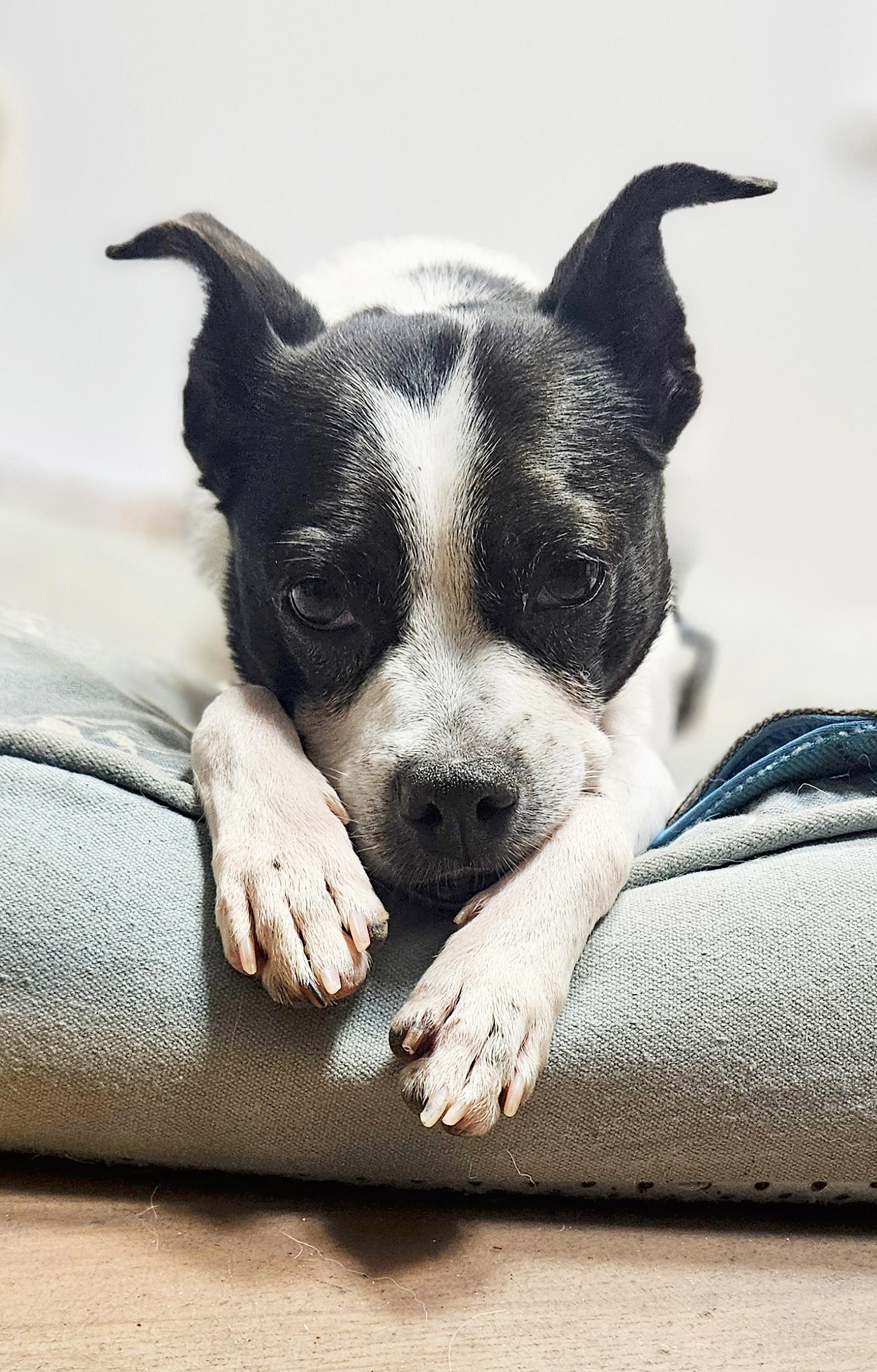 Anise, a Adoptable mixed breed in atlantic highlands, NJ image 3/5