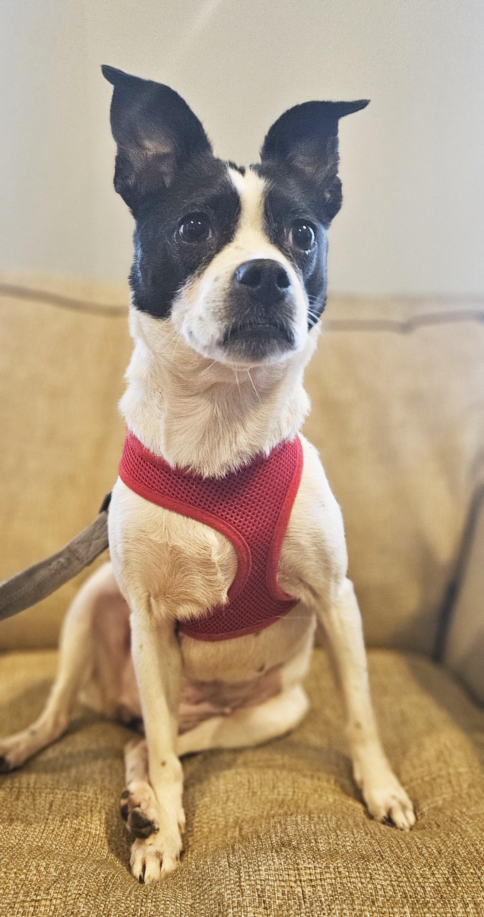 Anise, a Adoptable mixed breed in atlantic highlands, NJ image 4/5