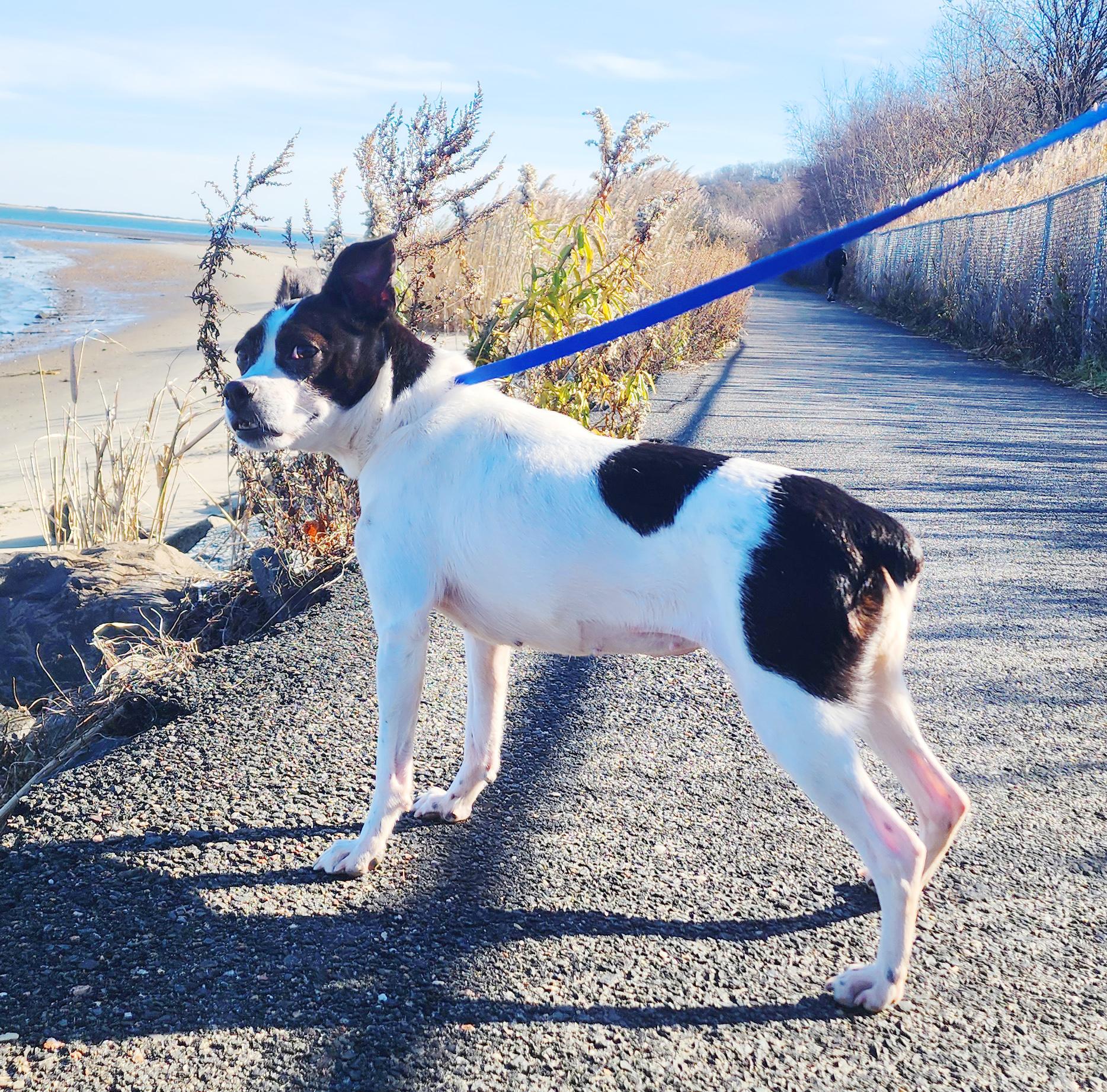 Anise, a Adoptable mixed breed in atlantic highlands, NJ image 5/5