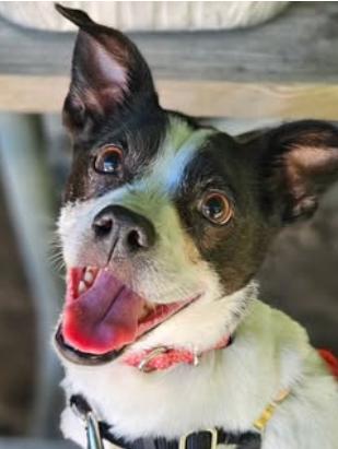 Missy, Adoptable, Adult Female Boston Terrier & Rat Terrier.