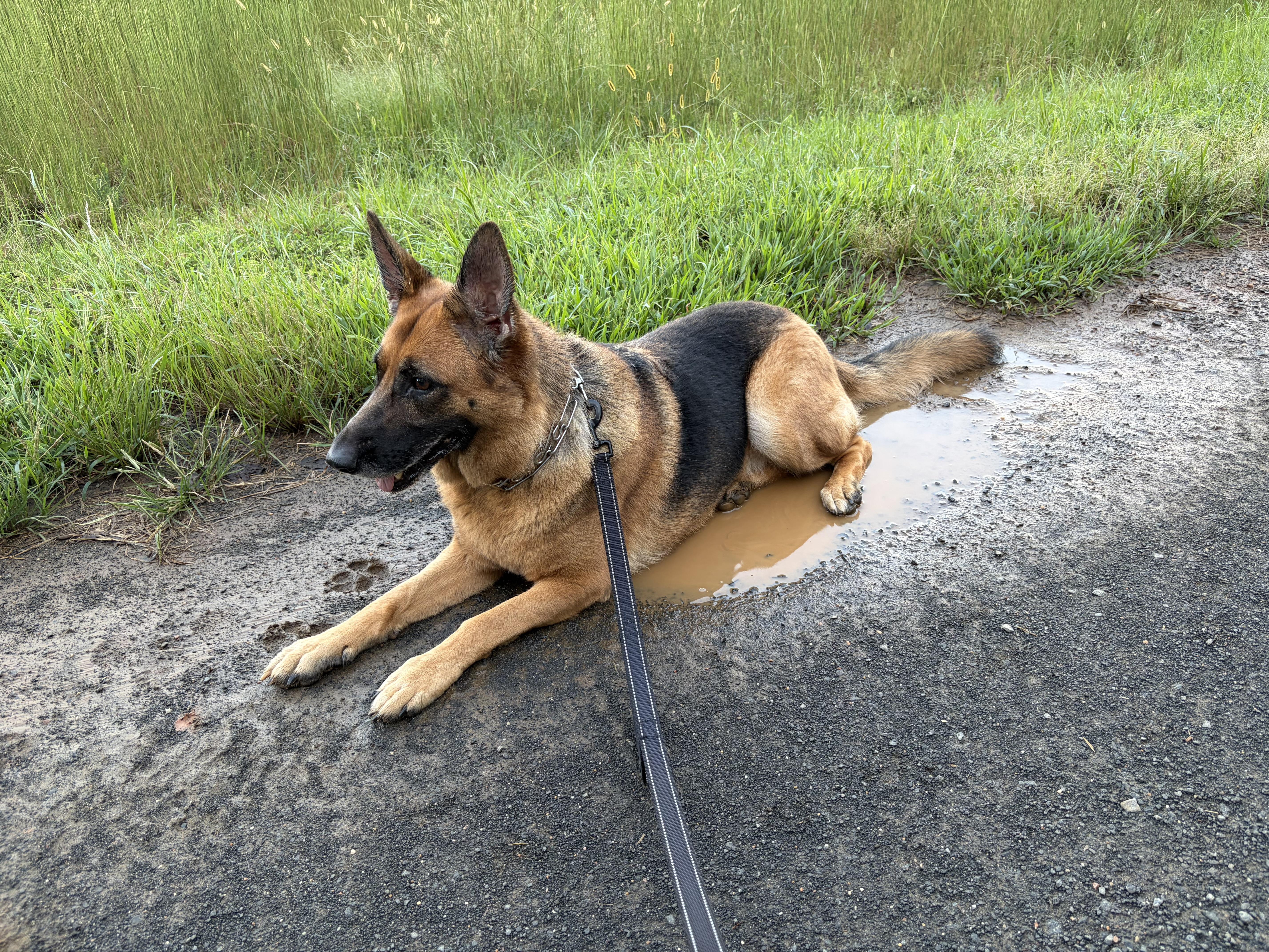 Enlarge Pearl, a Adoptable German Shepherd Dog in Warrenton, VA image 1/5