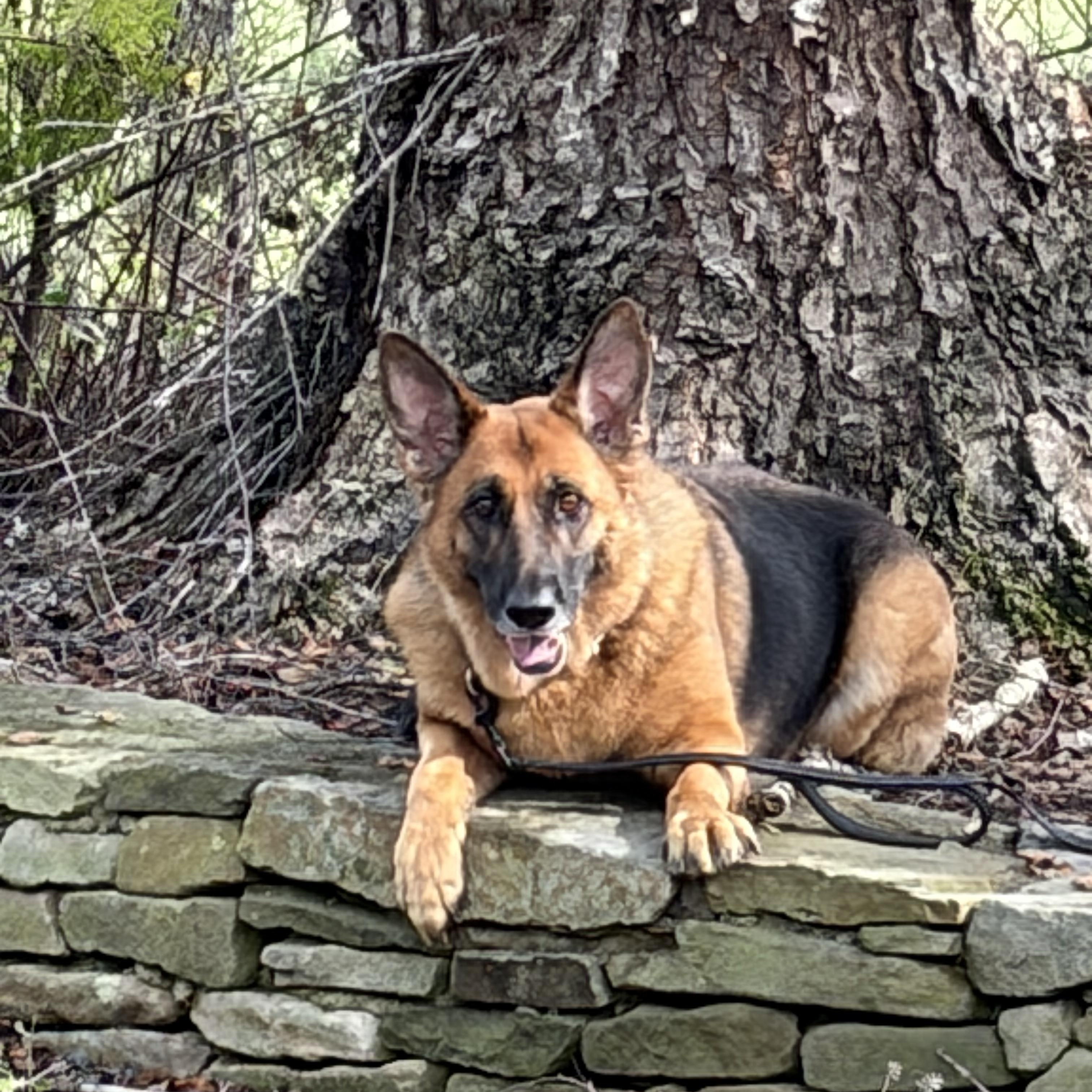 Enlarge Pearl, a Adoptable German Shepherd Dog in Warrenton, VA image 2/5
