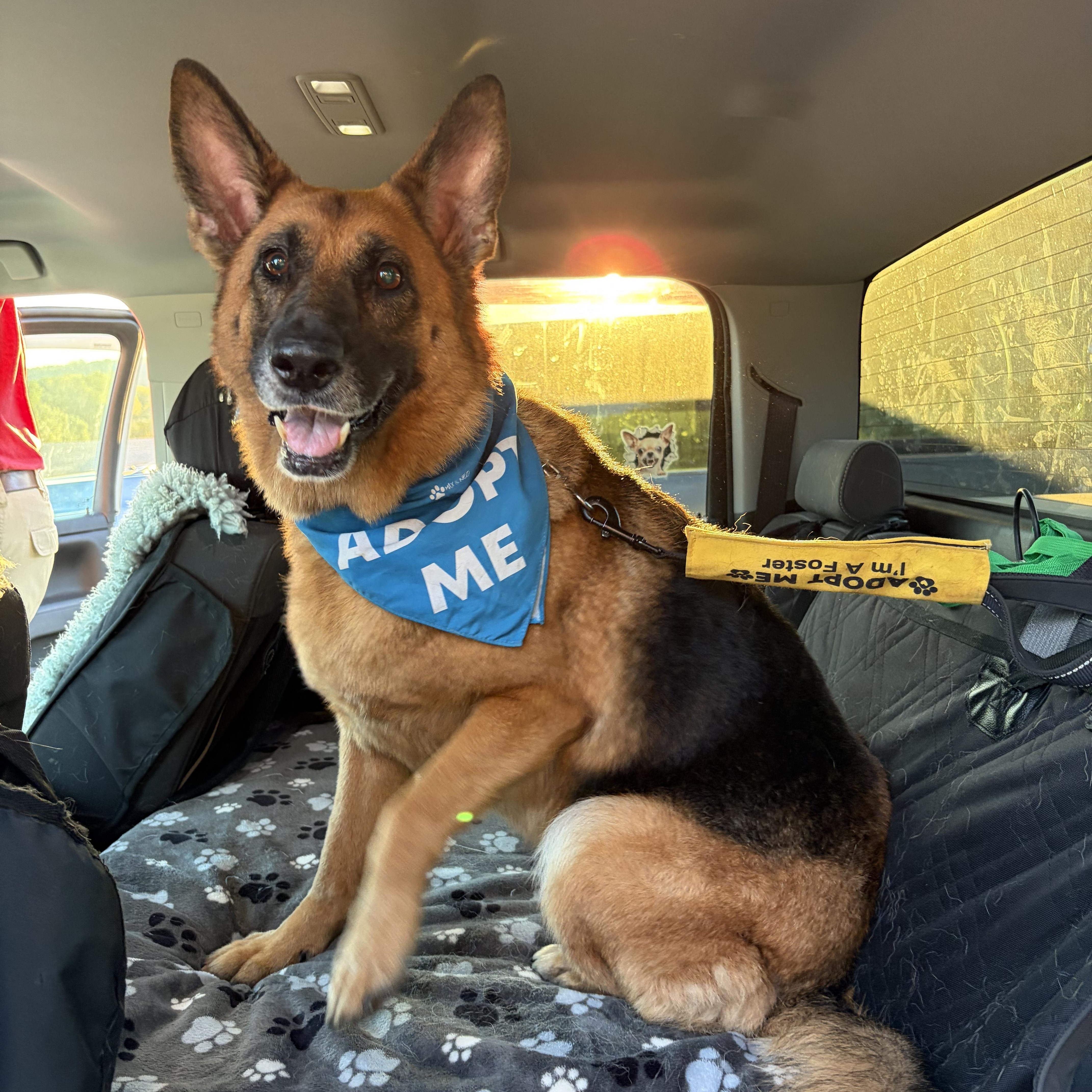 Enlarge Pearl, a Adoptable German Shepherd Dog in Warrenton, VA image 4/5