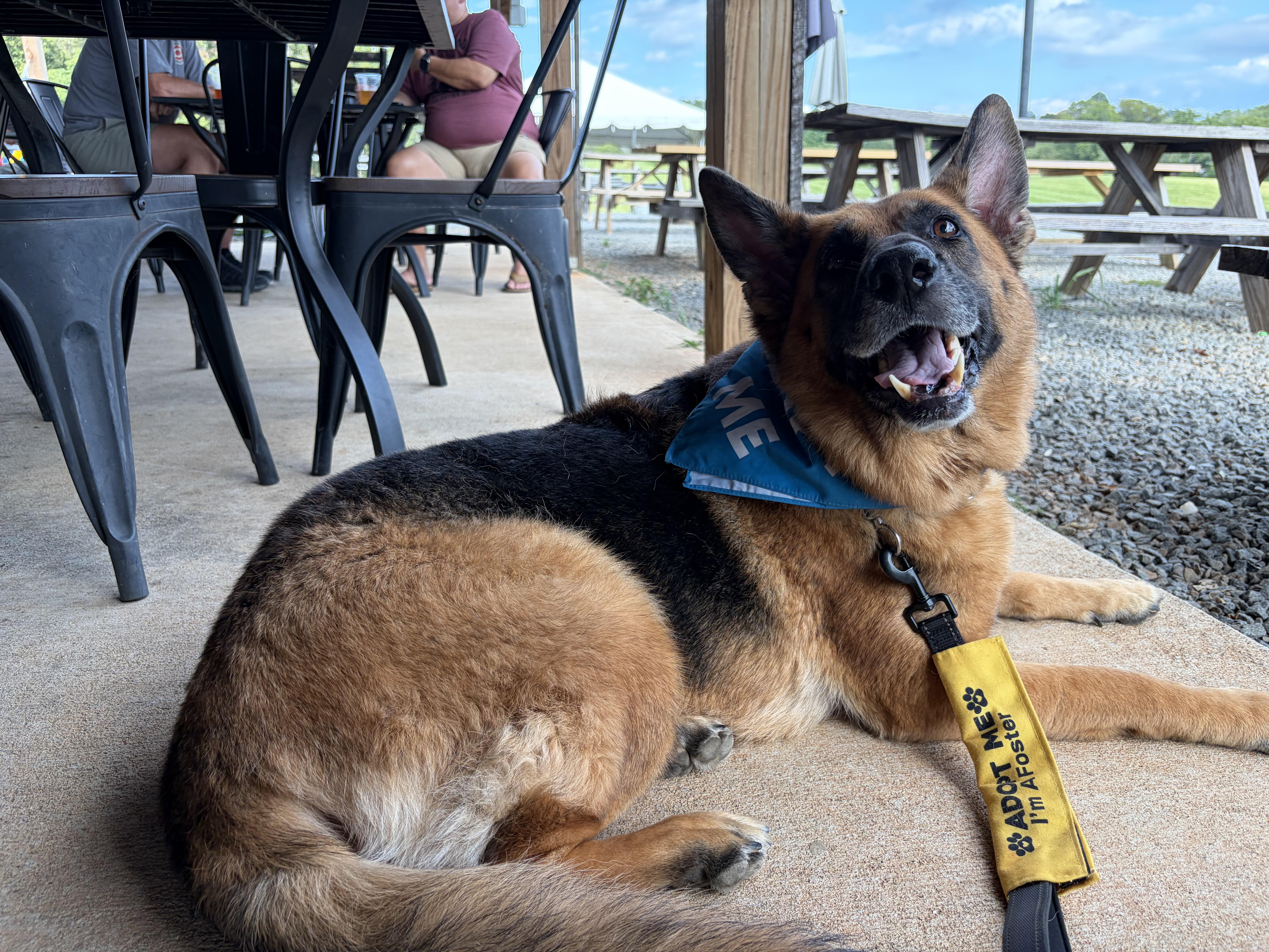 Enlarge Pearl, a Adoptable German Shepherd Dog in Warrenton, VA image 5/5