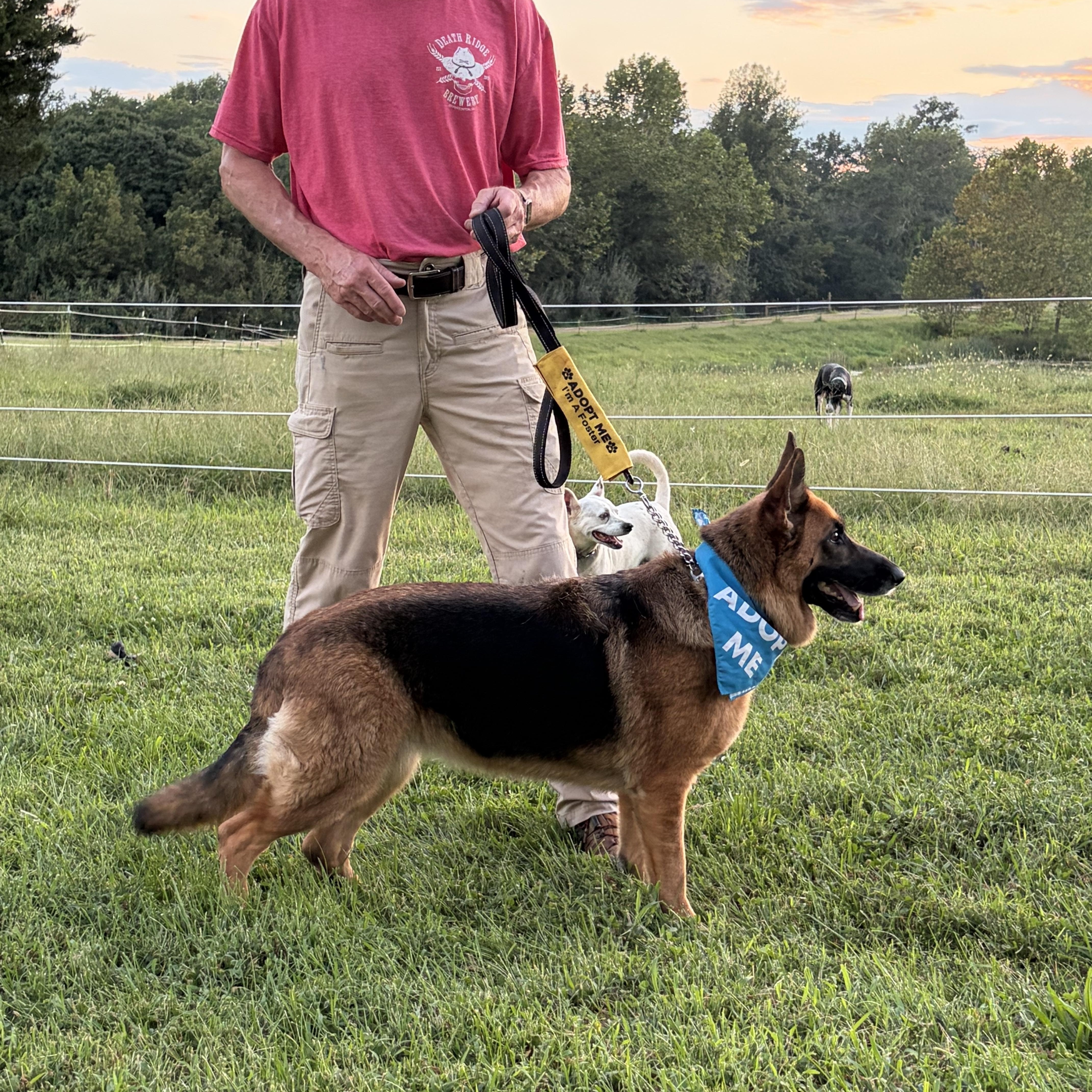 Enlarge Pearl, a Adoptable German Shepherd Dog in Warrenton, VA image 3/5
