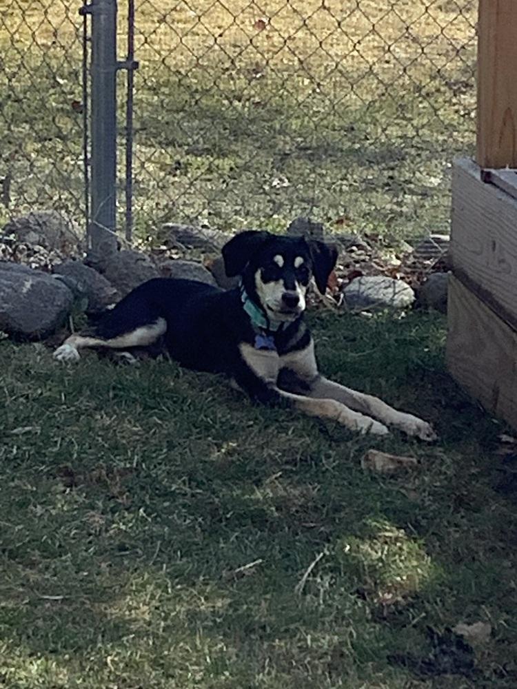 Enlarge Comet, a Adoptable mixed breed in Plymouth, MN image 1/5