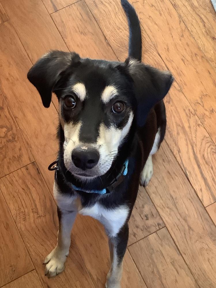 Enlarge Comet, a Adoptable mixed breed in Plymouth, MN image 2/5