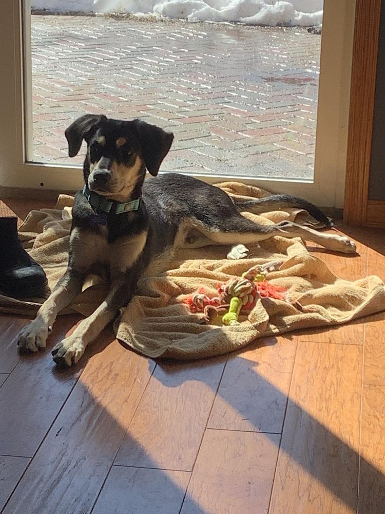 Enlarge Comet, a Adoptable mixed breed in Plymouth, MN image 3/5