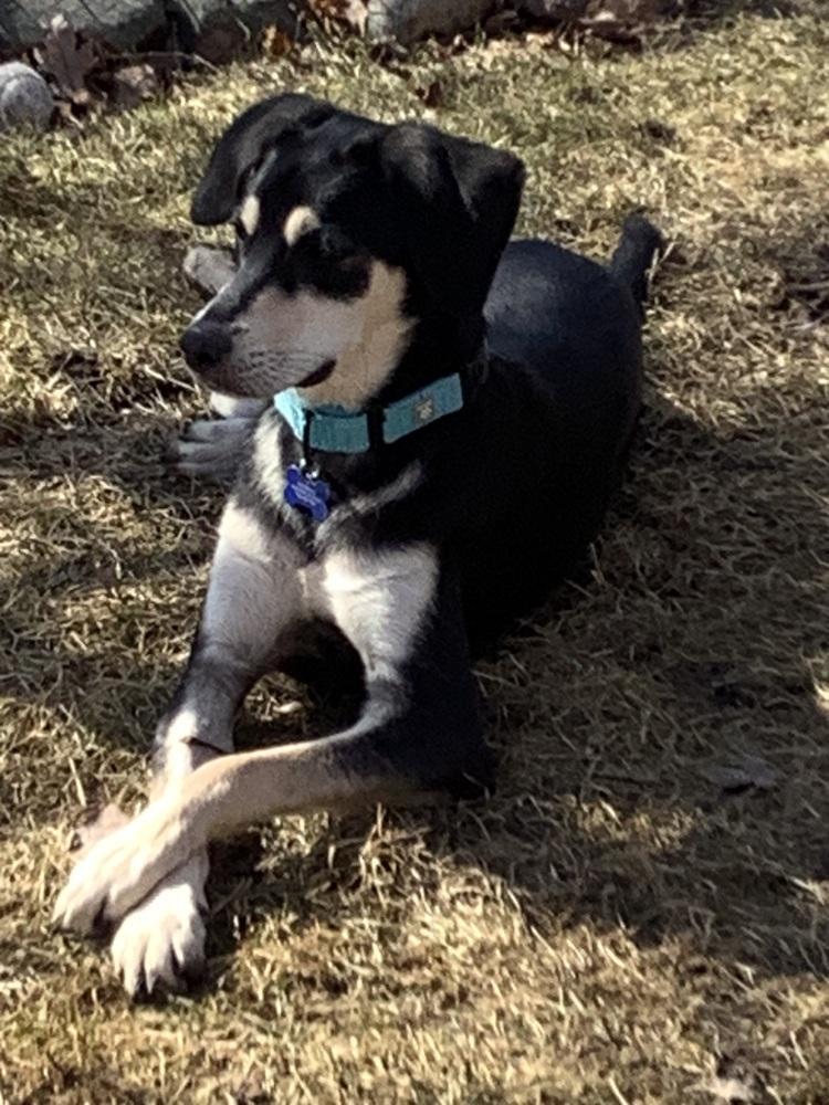 Enlarge Comet, a Adoptable mixed breed in Plymouth, MN image 4/5