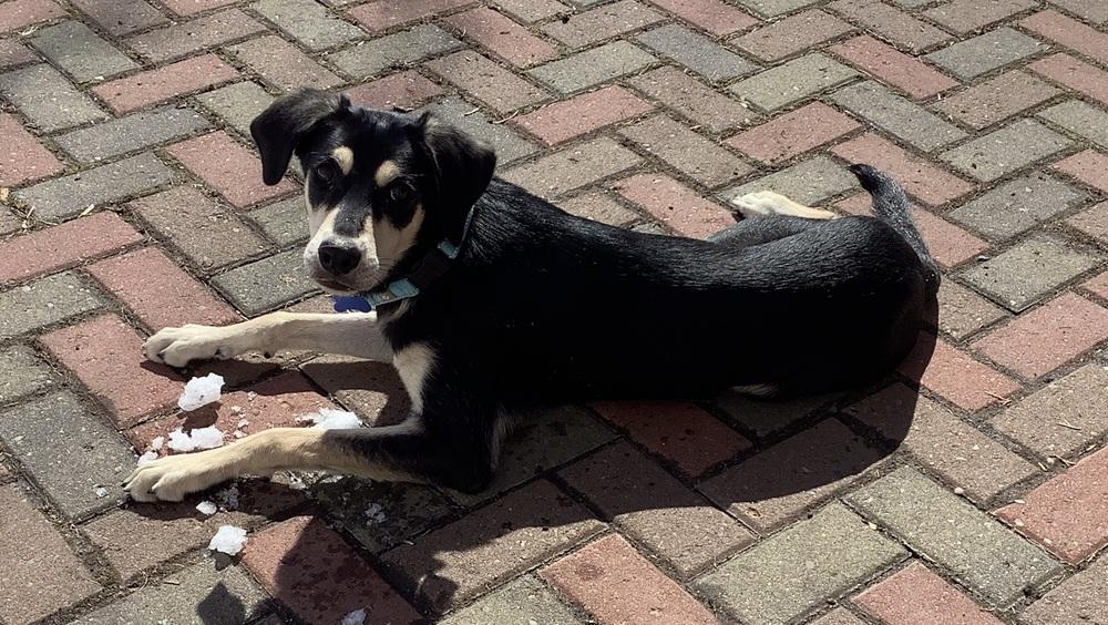 Enlarge Comet, a Adoptable mixed breed in Plymouth, MN image 5/5