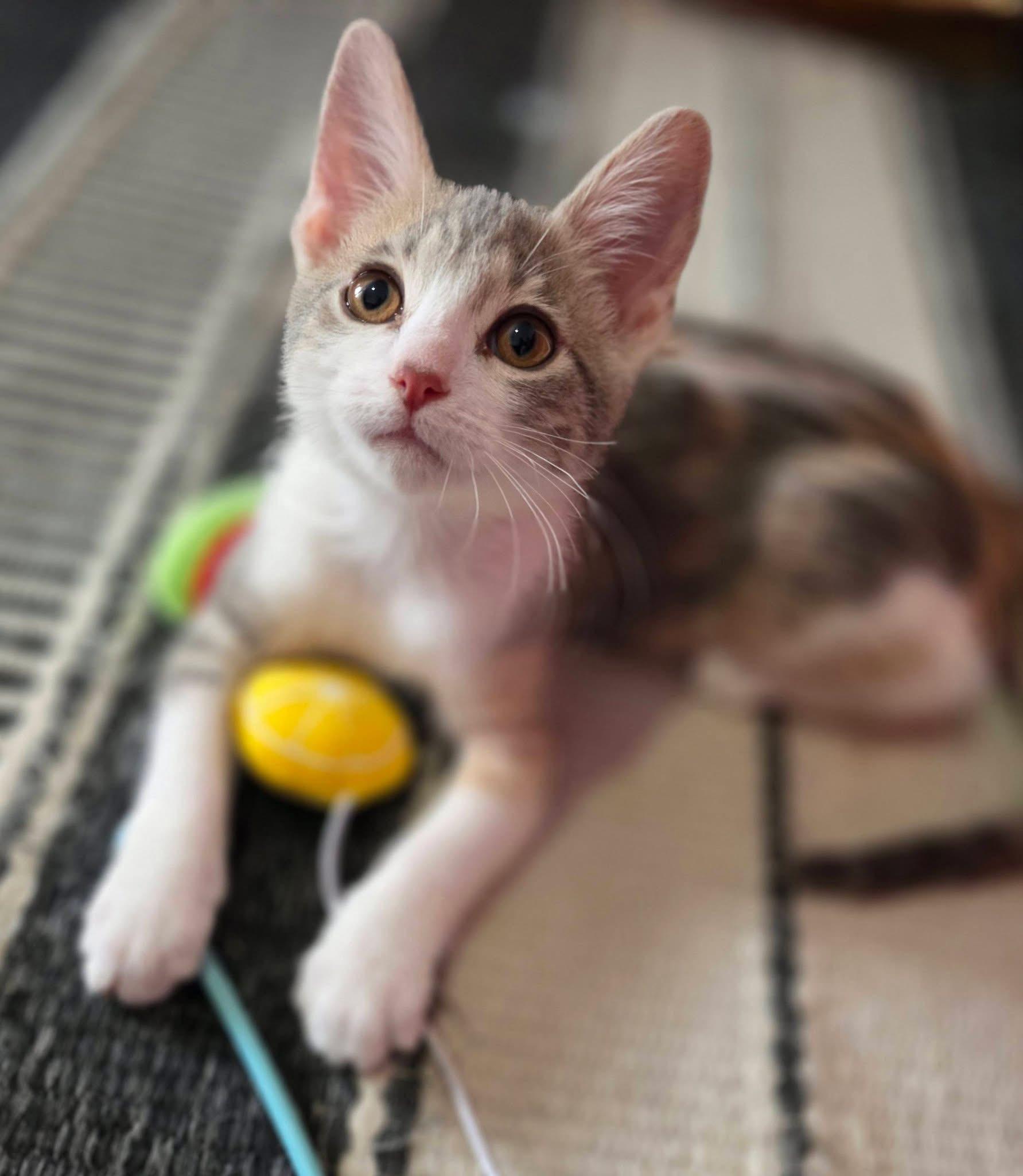 Adalida , adopted, Kitten Female Calico & Tabby.