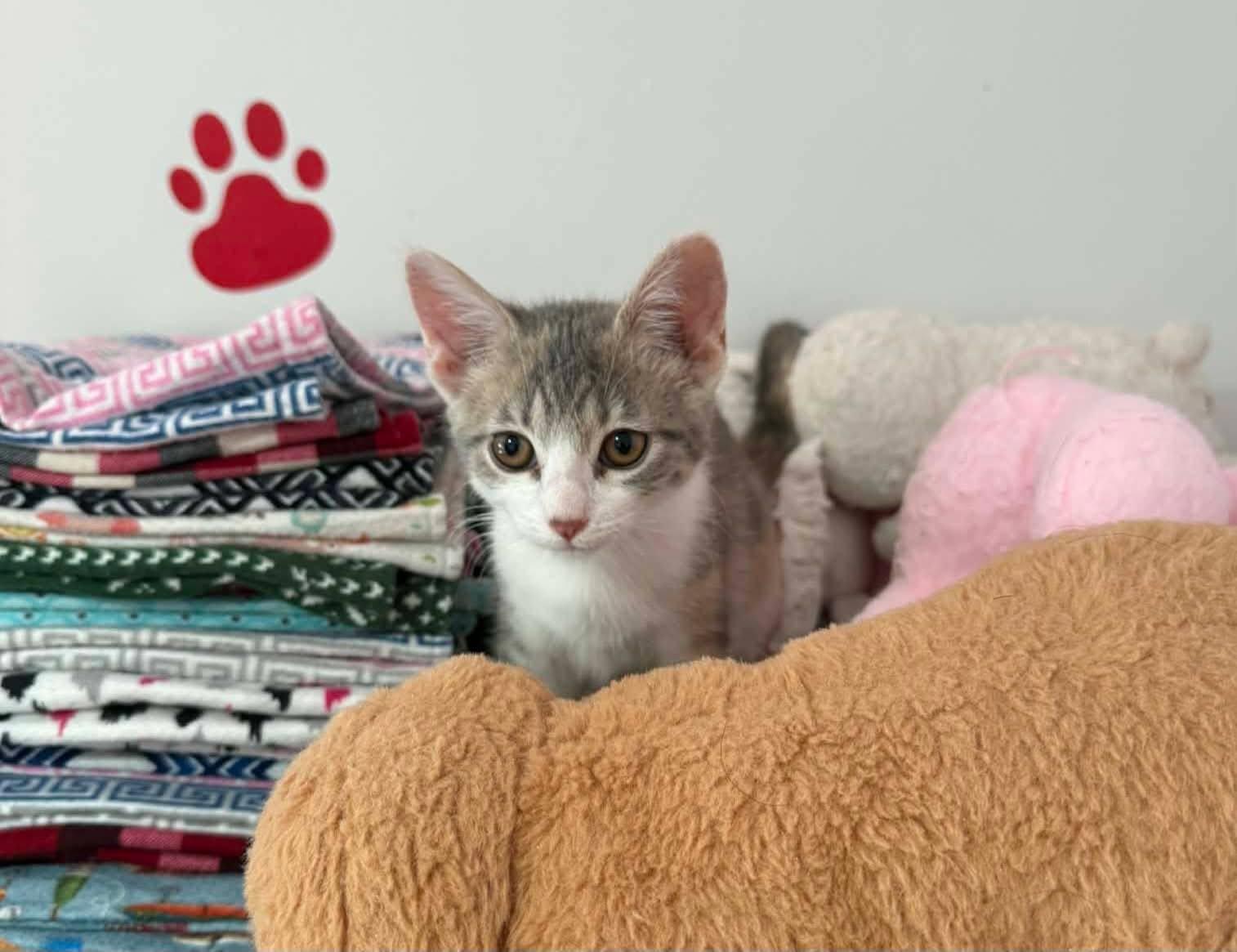 Enlarge Adalida , an adopted mixed breed in Saginaw, MI image 3/3