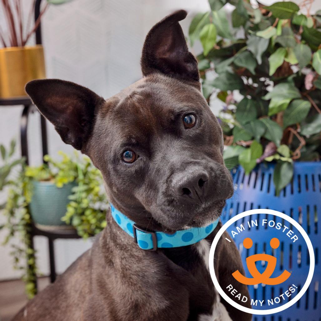 Enlarge Brant, a Adoptable mixed breed in Los Angeles, CA image 1/4