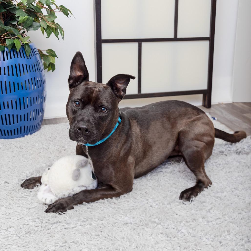 Brant, Adoptable, Adult Male Pit Bull Terrier.