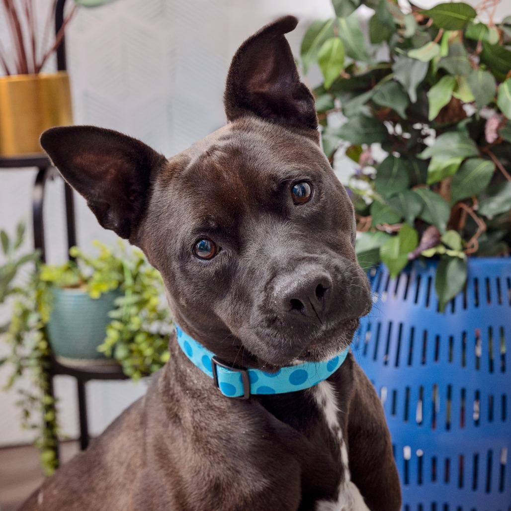 Brant, a Adoptable mixed breed in Los Angeles, CA image 2/5