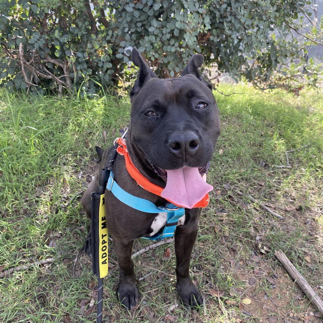 Enlarge Brant, a Adoptable mixed breed in Los Angeles, CA image 4/4