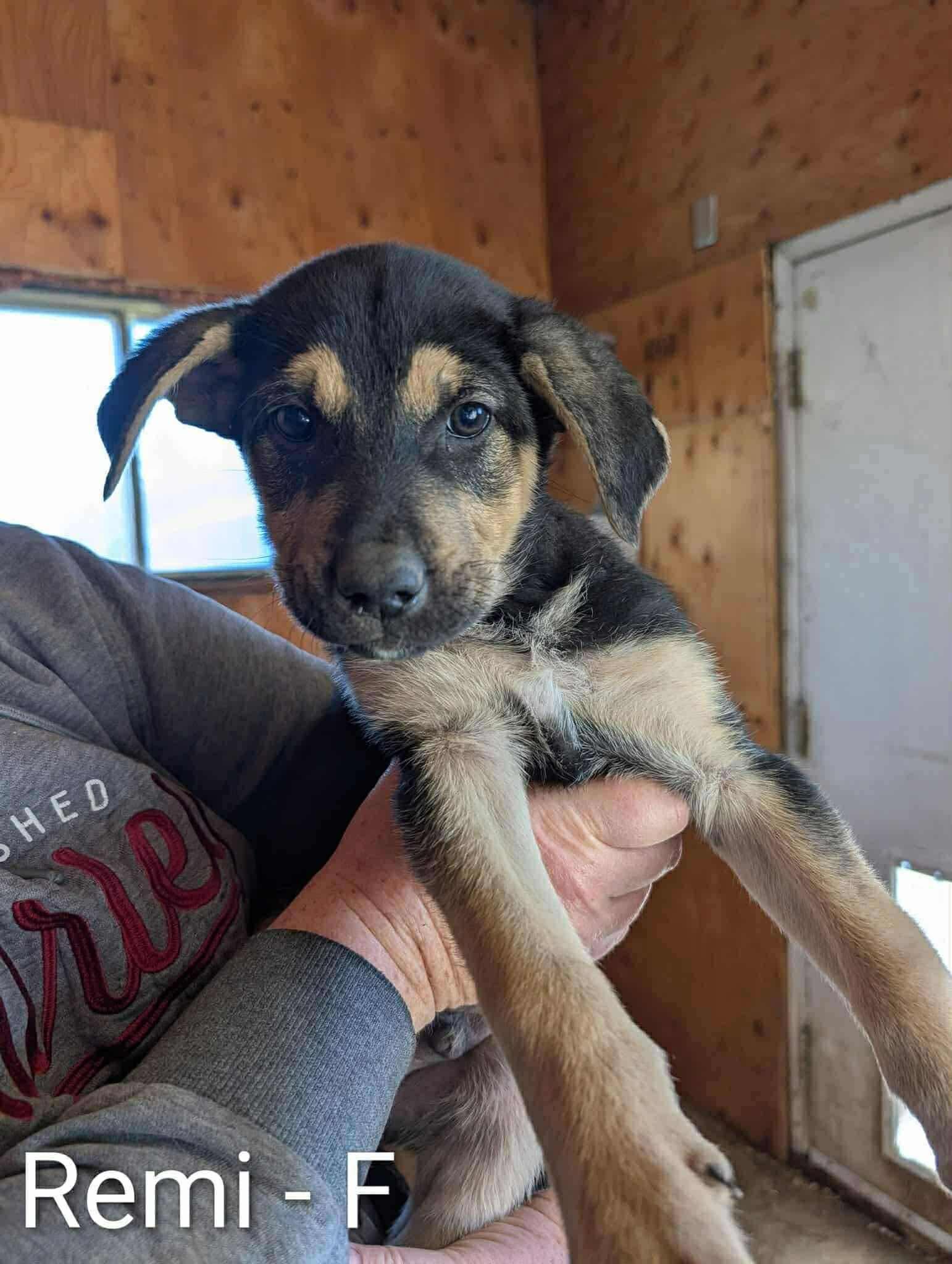 Enlarge Remy, a Adopted German Shepherd Dog in Crossfield, AB image 1/3