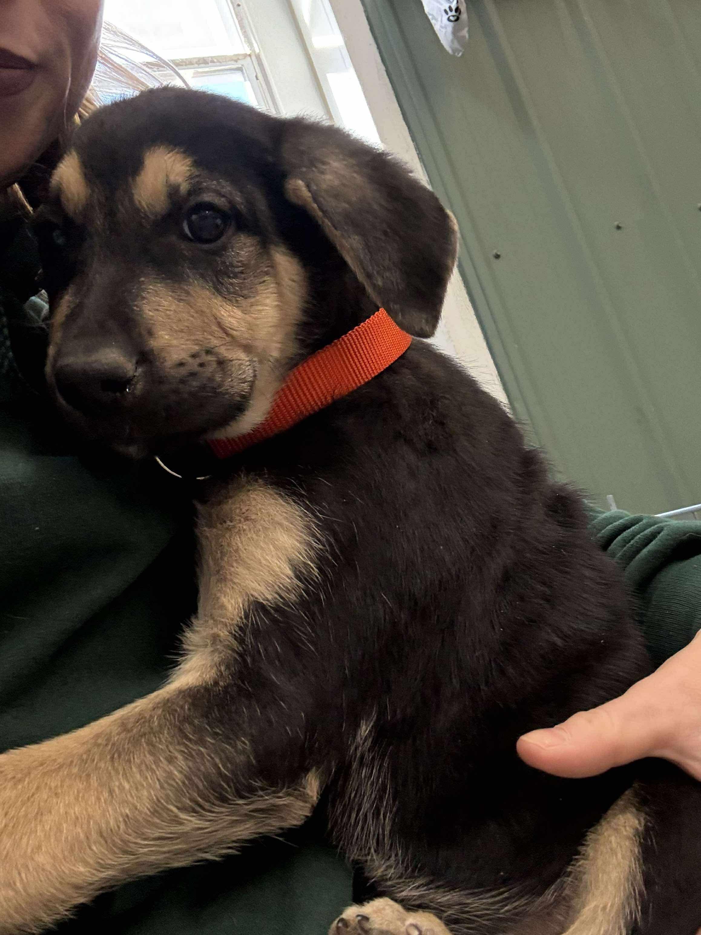 Enlarge Remy, a Adopted German Shepherd Dog in Crossfield, AB image 2/3