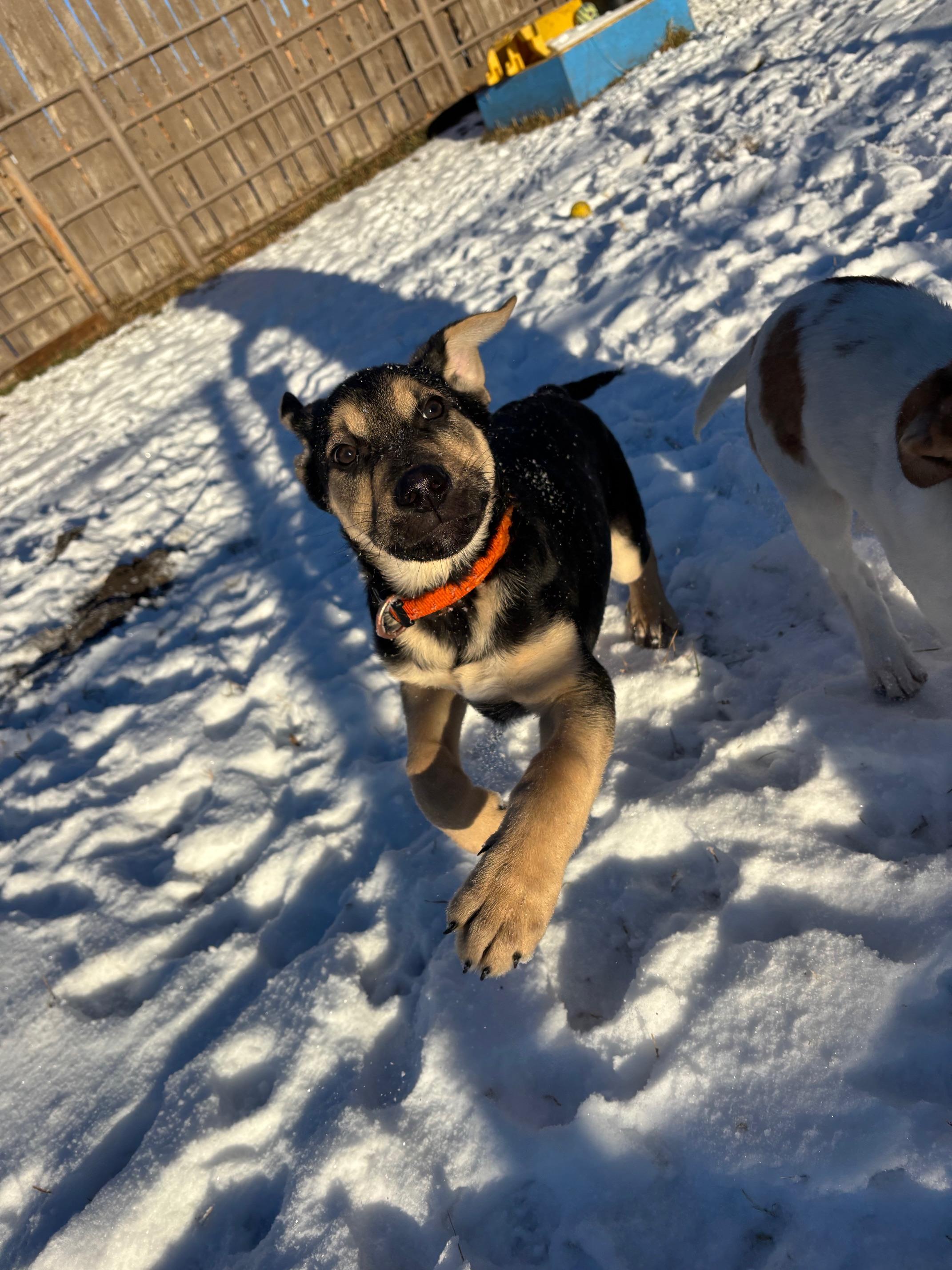 Enlarge Remy, a Adopted German Shepherd Dog in Crossfield, AB image 3/3