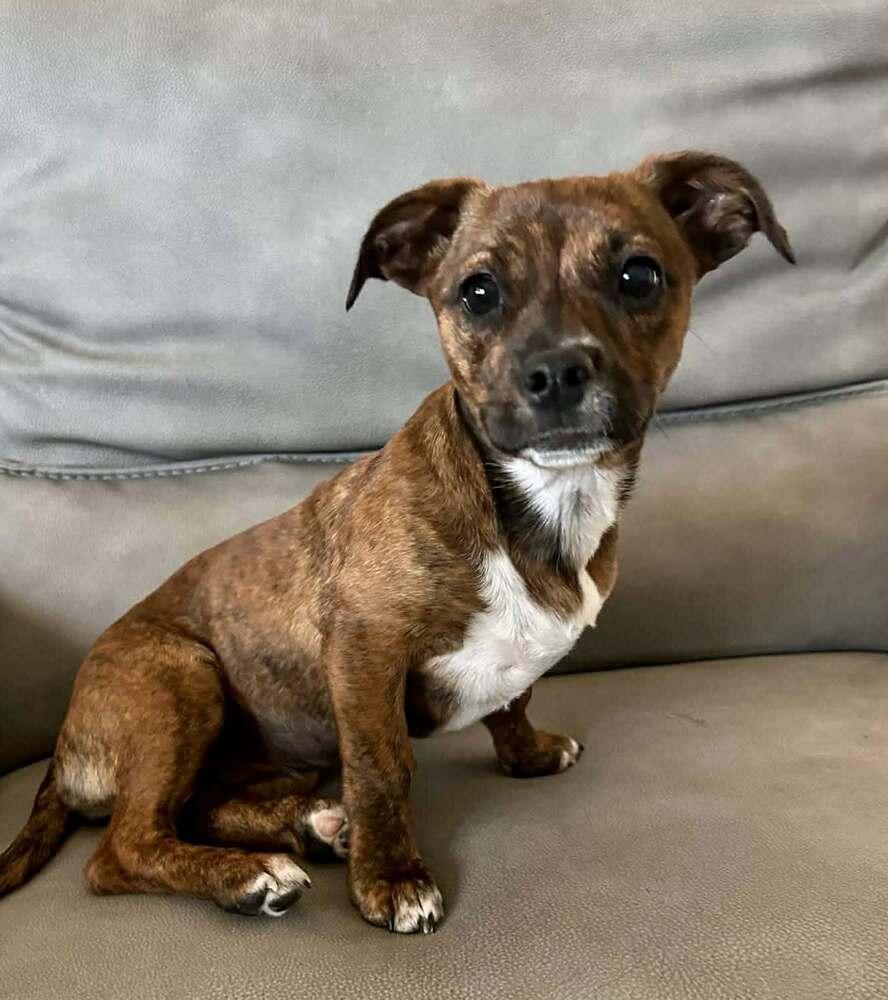 Enlarge Raleigh, a Adoptable mixed breed in Boulder, CO image 1/5