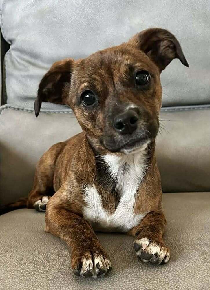 Enlarge Raleigh, a Adoptable mixed breed in Boulder, CO image 2/5