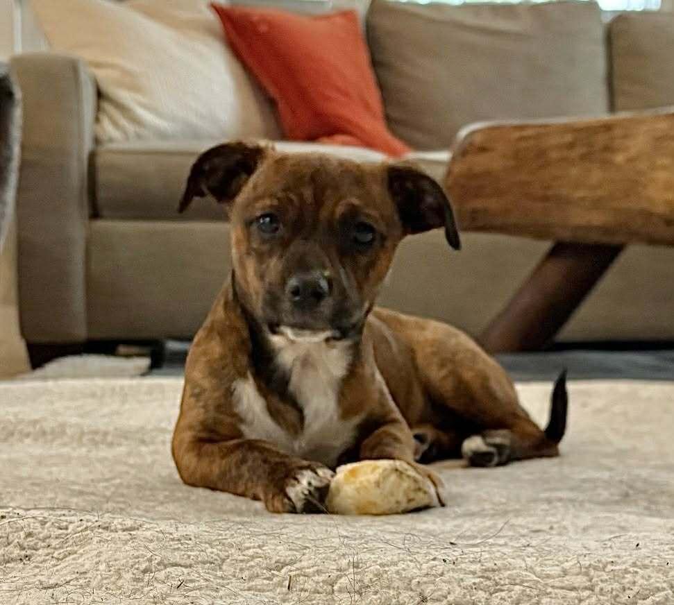 Enlarge Raleigh, a Adoptable mixed breed in Boulder, CO image 3/5