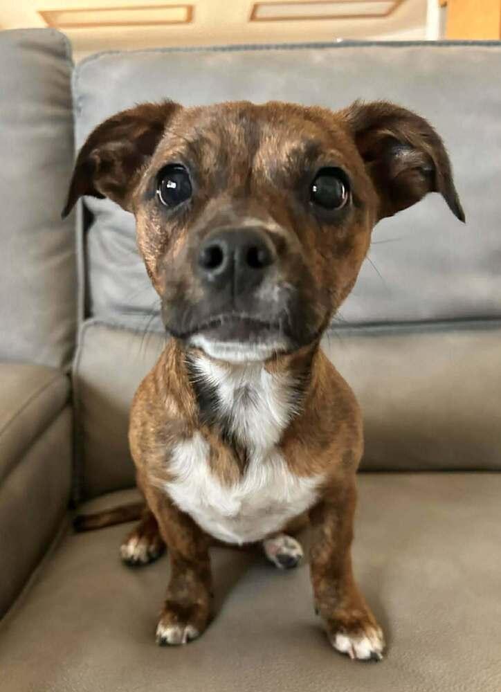 Enlarge Raleigh, a Adoptable mixed breed in Boulder, CO image 4/5