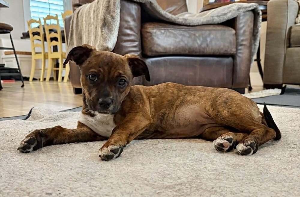 Enlarge Raleigh, a Adoptable mixed breed in Boulder, CO image 5/5