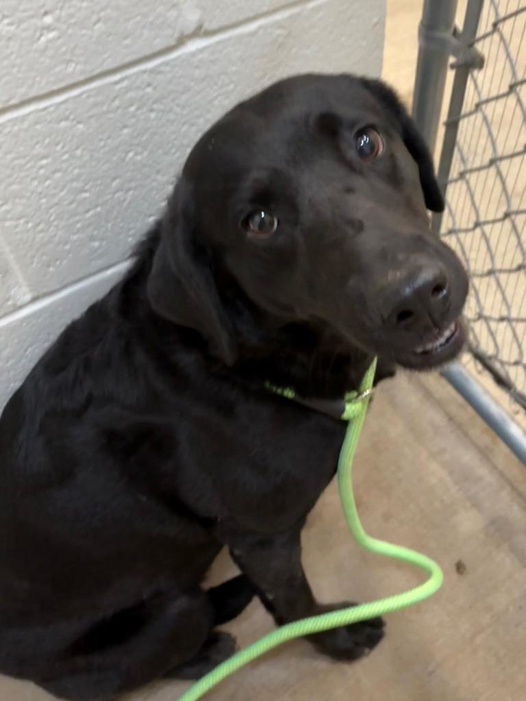Enlarge Missy, a Adoptable Labrador Retriever in Gillette, WY image 1/2