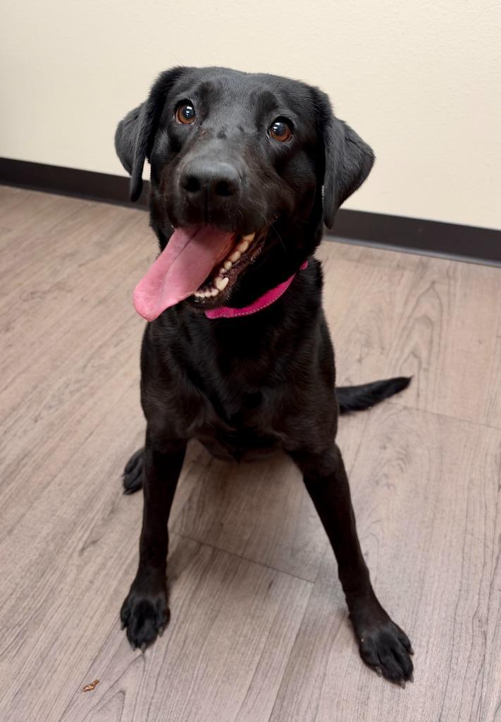 Enlarge Missy, a Adoptable Labrador Retriever in Gillette, WY image 2/2