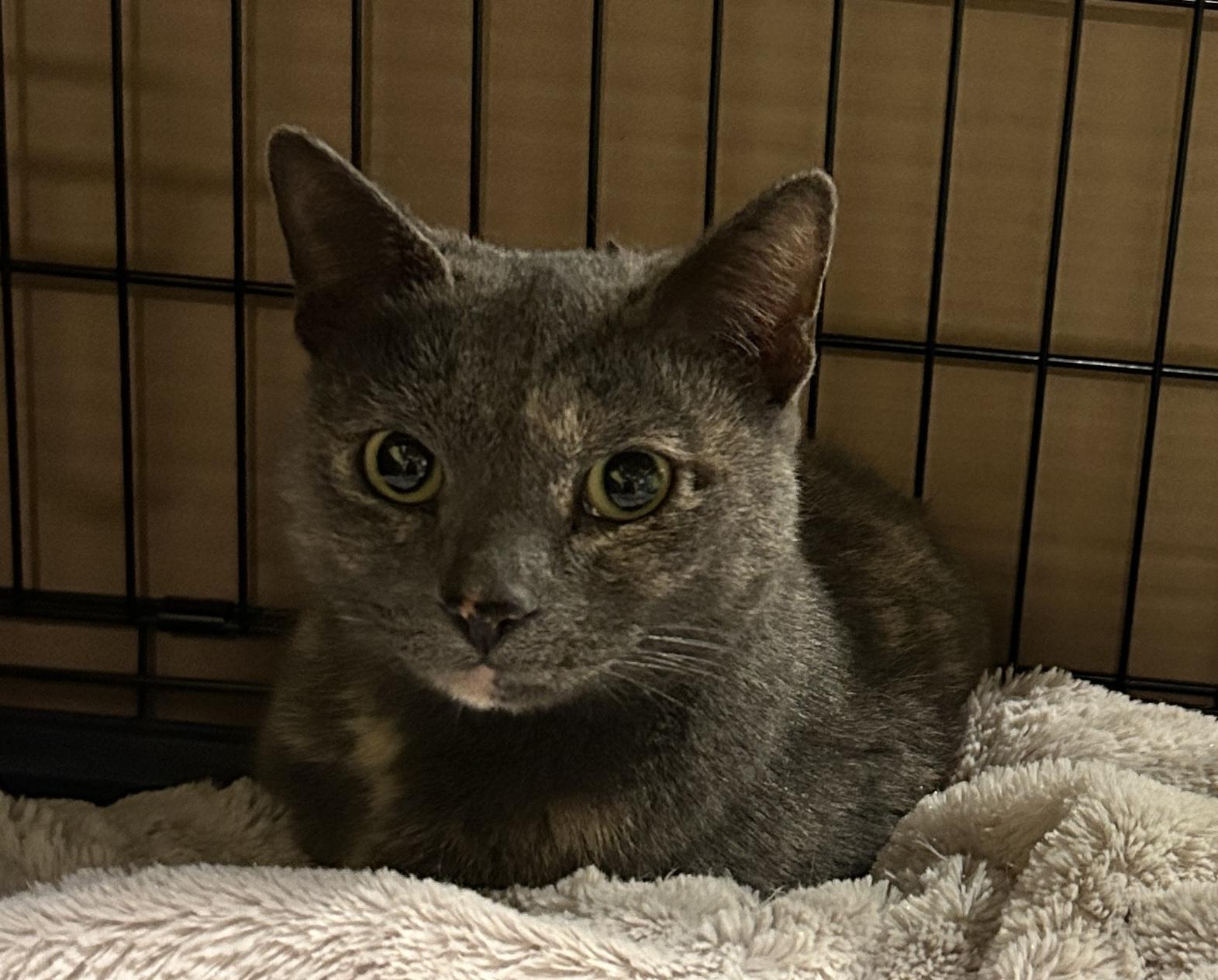 Enlarge Lavender, a Adoptable mixed breed in Havertown, PA image 1/6