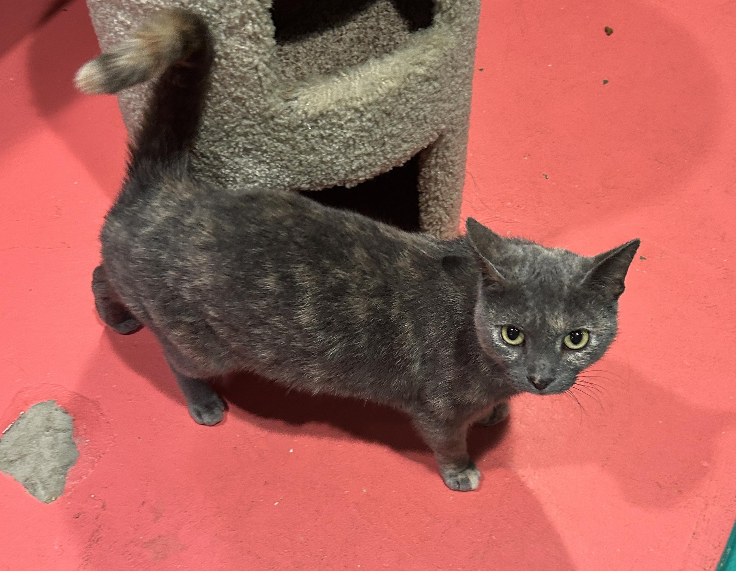 Enlarge Lavender, a Adoptable mixed breed in Havertown, PA image 4/6