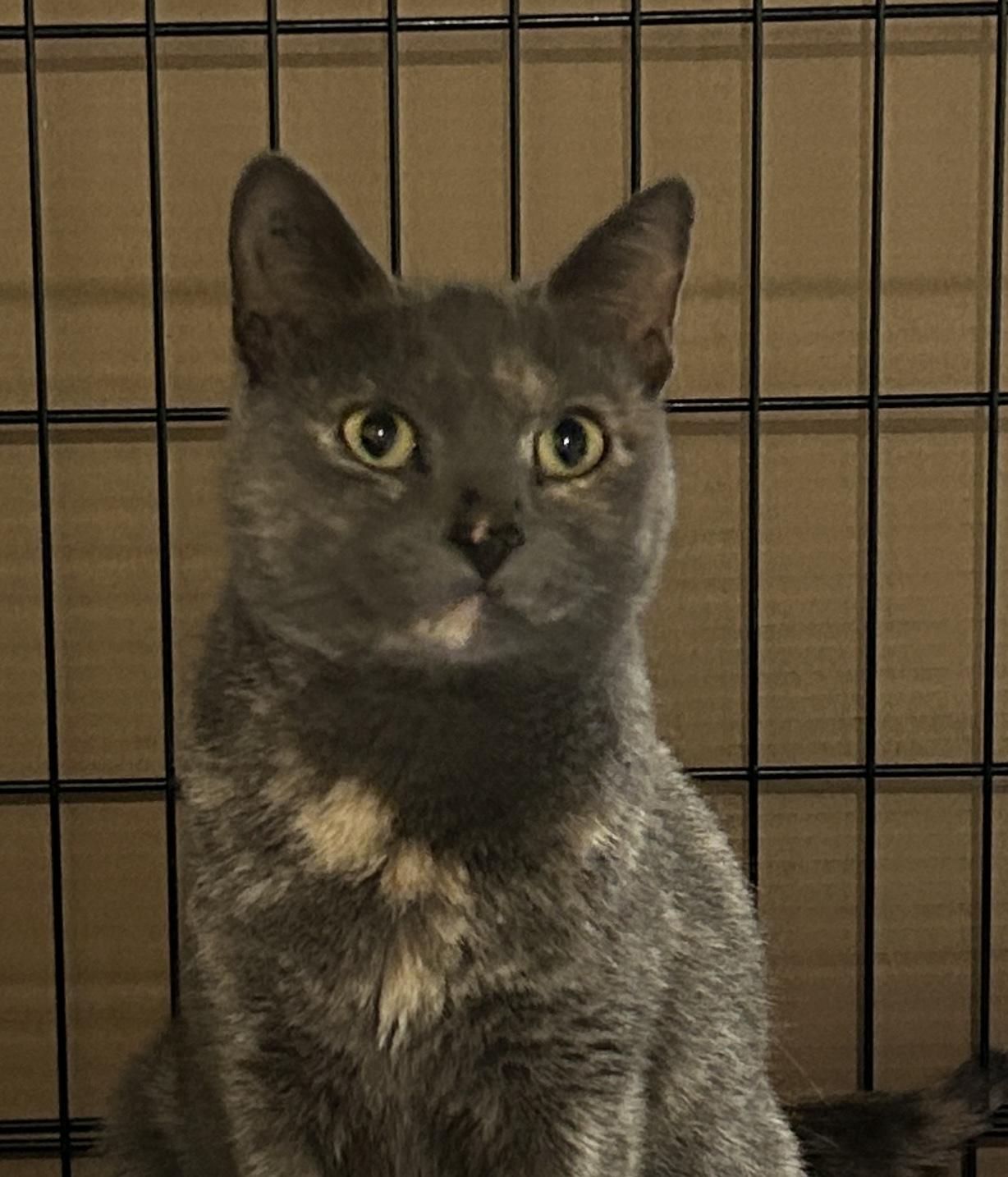 Enlarge Lavender, a Adoptable mixed breed in Havertown, PA image 5/6