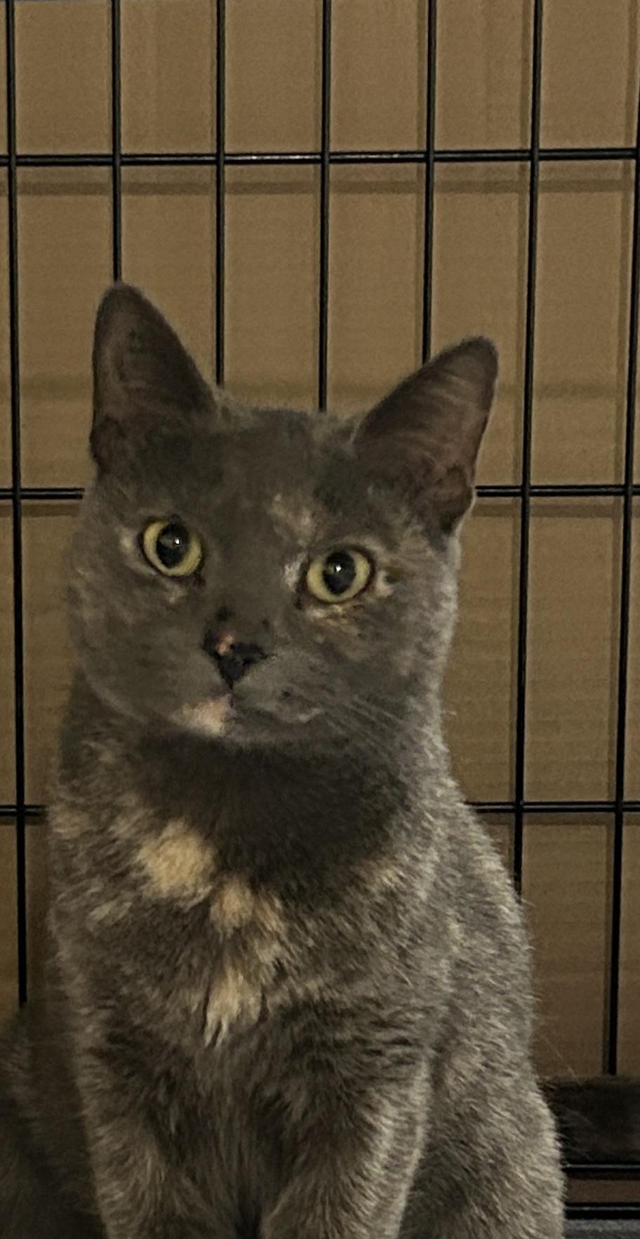 Enlarge Lavender, a Adoptable mixed breed in Havertown, PA image 6/6