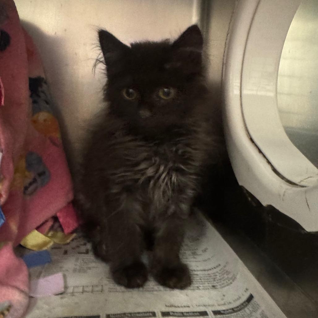 Rocky Blue, Adoptable, Kitten Male Domestic Medium Hair.