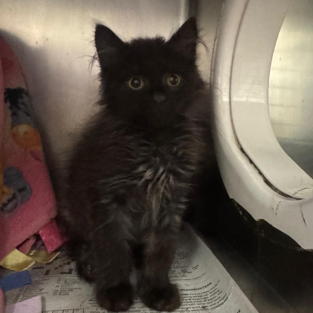 Enlarge Rocky Blue, a Adoptable Domestic Medium Hair in Pekin, IL image 2/2