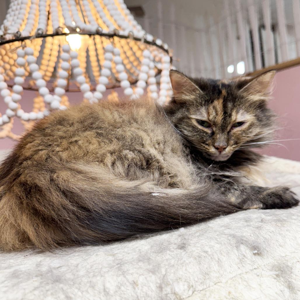 Jess, a Adoptable Domestic Long Hair in Mount Juliet, TN image 1/2